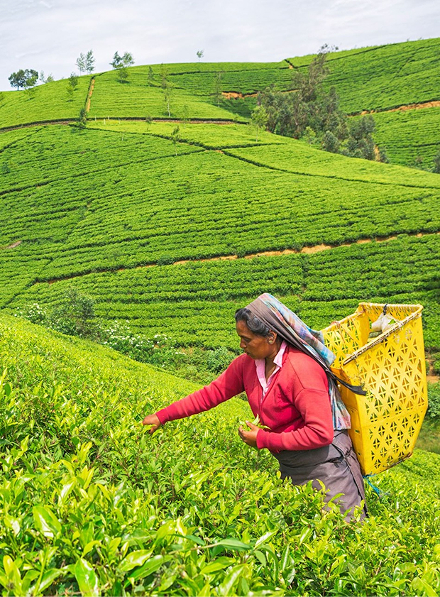 Nuwara Eliya_image