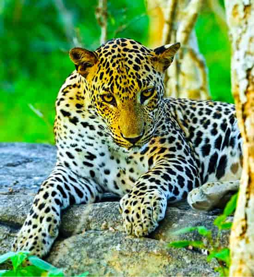 Yala Park_image